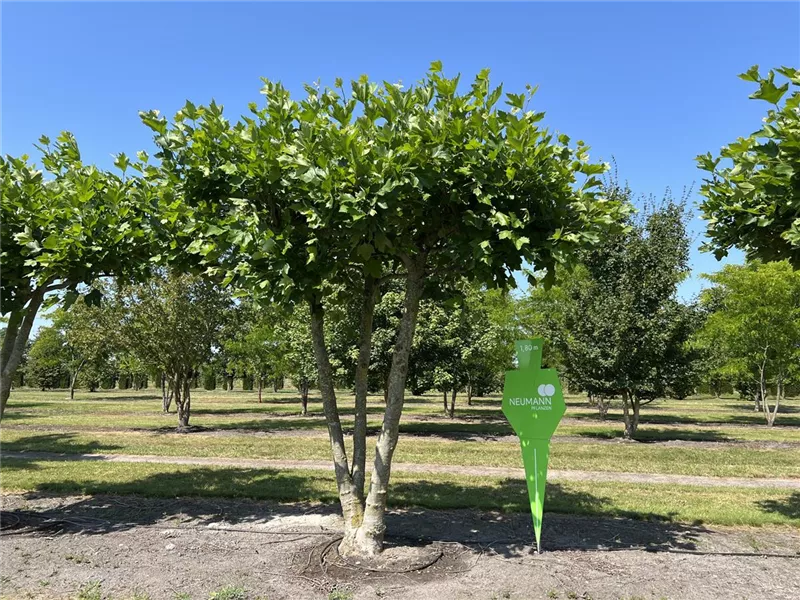 Platanus hispanica
