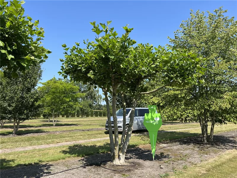 Platanus hispanica