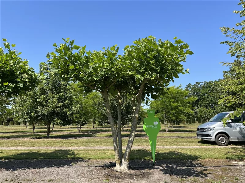 Platanus hispanica