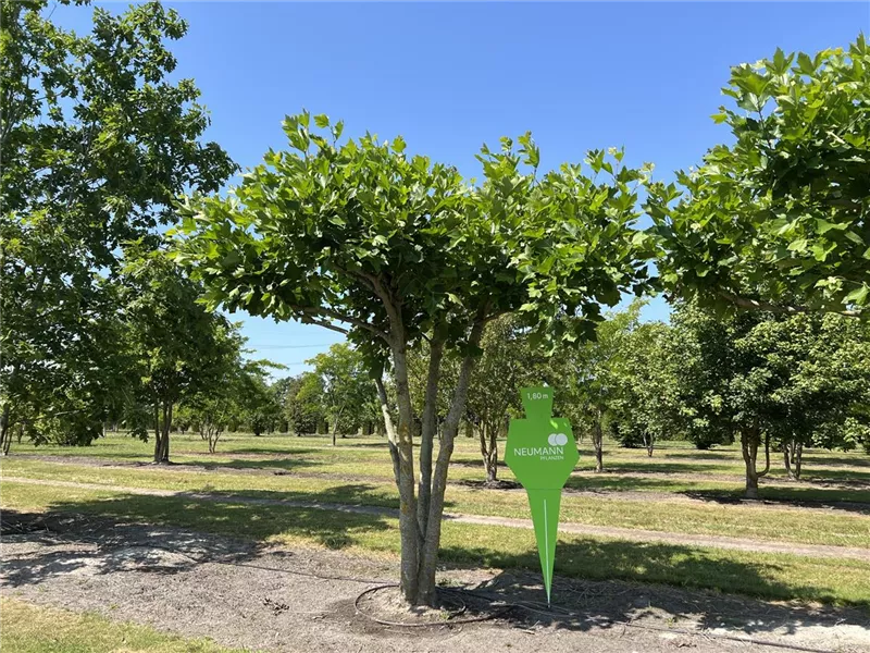 Platanus hispanica