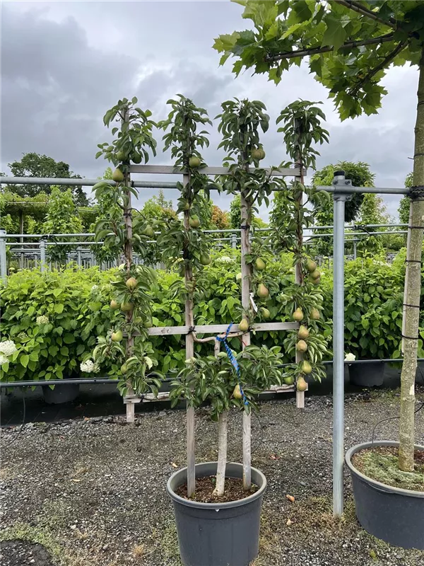 Pyrus com.'Williams Christbirne' CAC