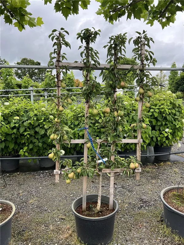 Pyrus com.'Williams Christbirne' CAC
