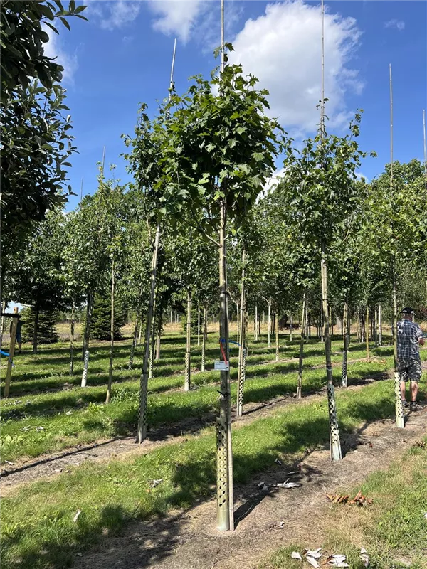 Sorbus torminalis