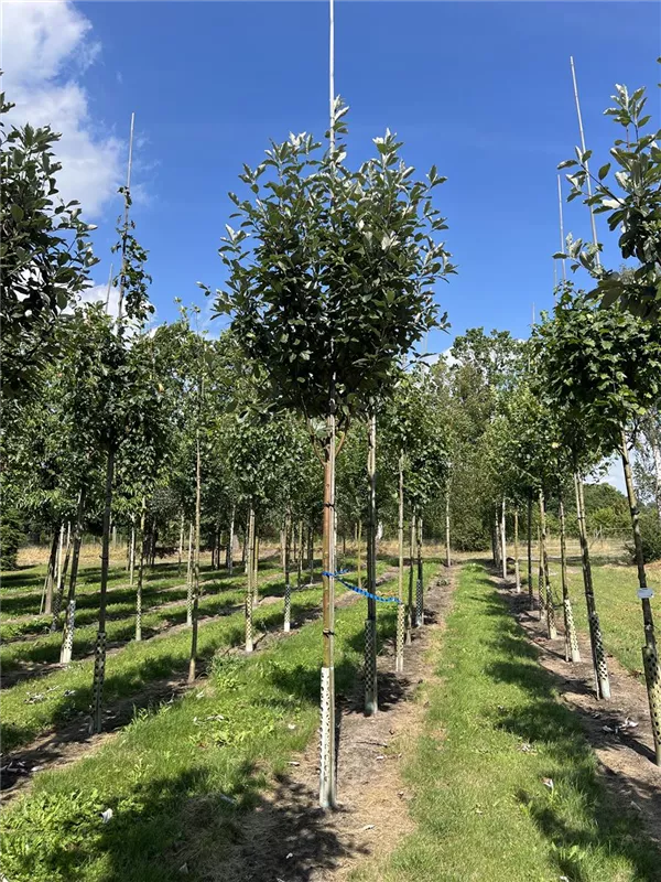 Sorbus aria 'Magnifica'