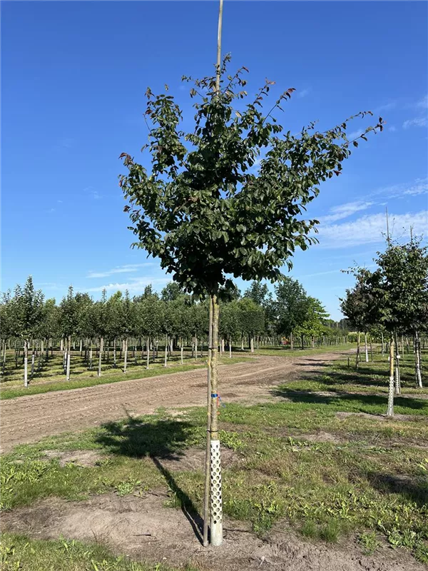 Parrotia persica