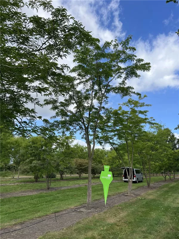 Gleditsia triacanthos 'Skyline'
