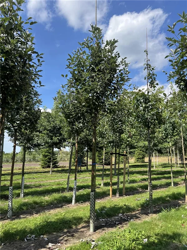 Sorbus aria 'Magnifica'