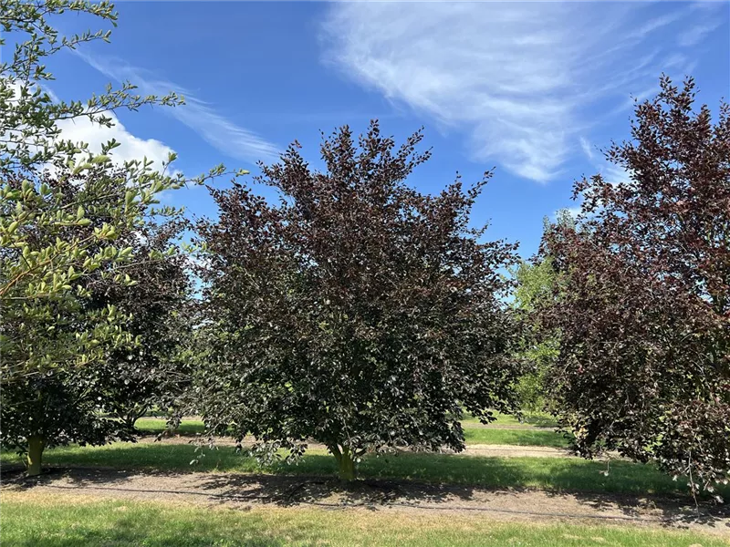 Fagus sylvatica 'Swat Magret'