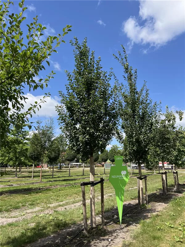 Prunus dom.'Bühler Frühzwetsche' CAC