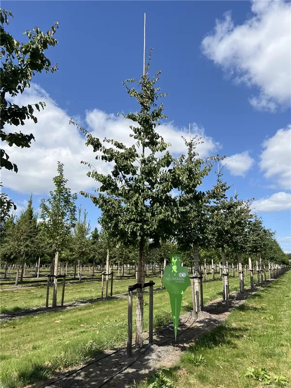 Parrotia persica