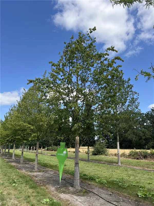 Carpinus betulus
