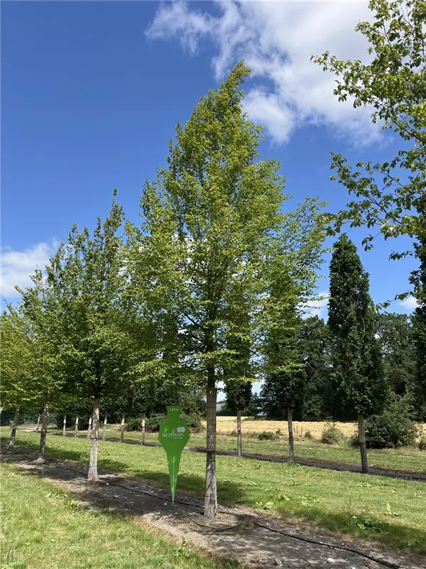Carpinus betulus