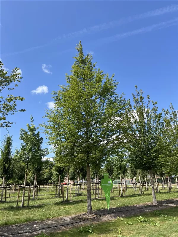 Carpinus betulus