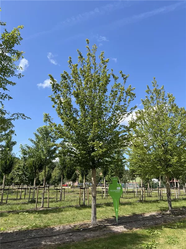 Carpinus betulus