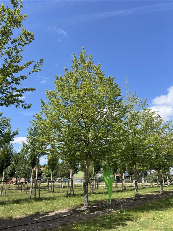 Carpinus betulus