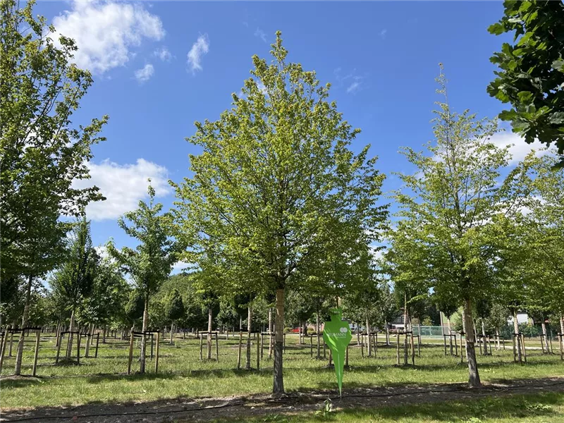 Carpinus betulus