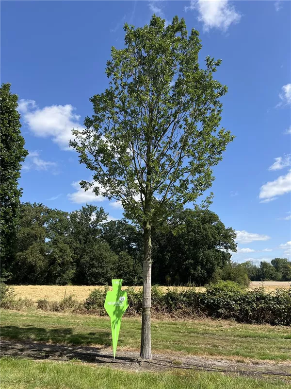 Quercus petraea 'Fastigiata'