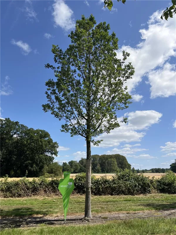 Quercus petraea 'Fastigiata'
