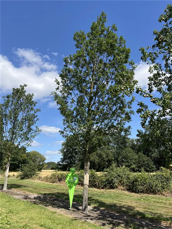 Quercus petraea 'Fastigiata'