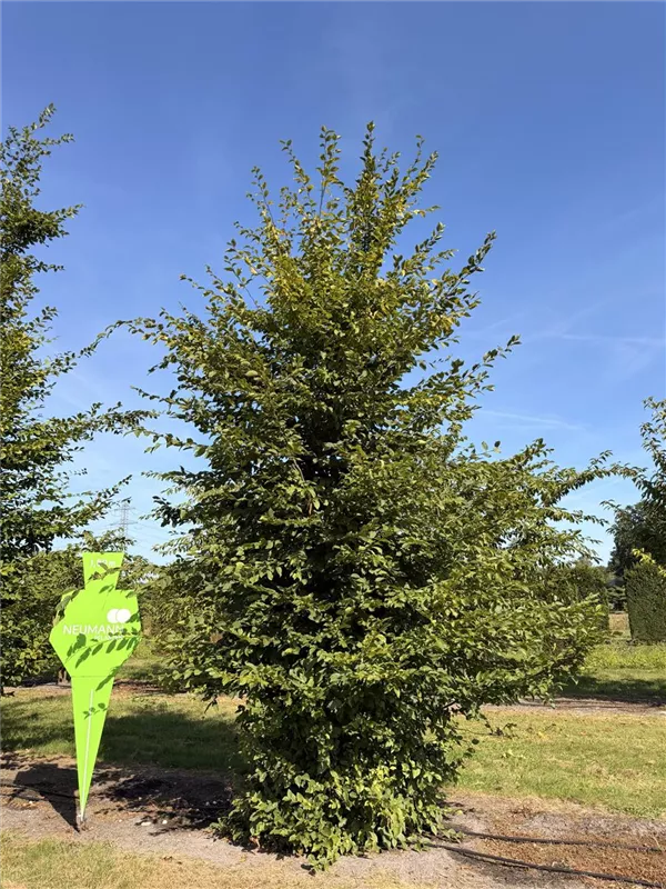 Carpinus betulus