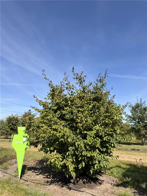 Parrotia persica