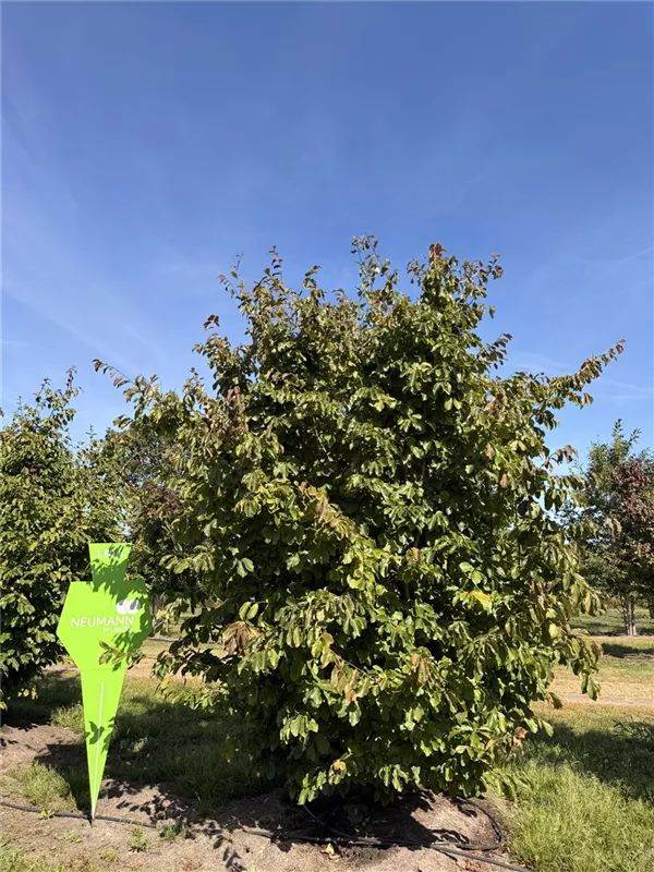 Parrotia persica