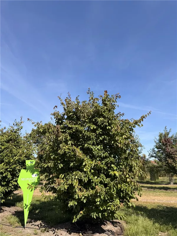 Parrotia persica