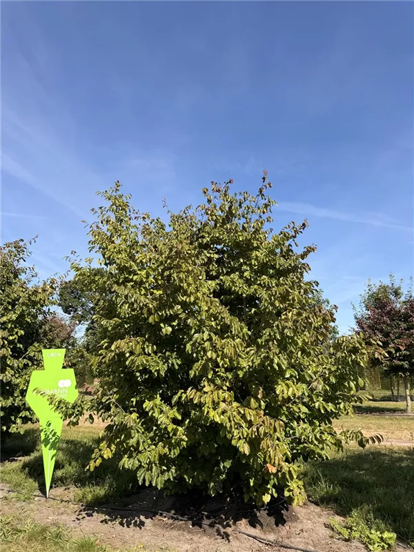 Parrotia persica