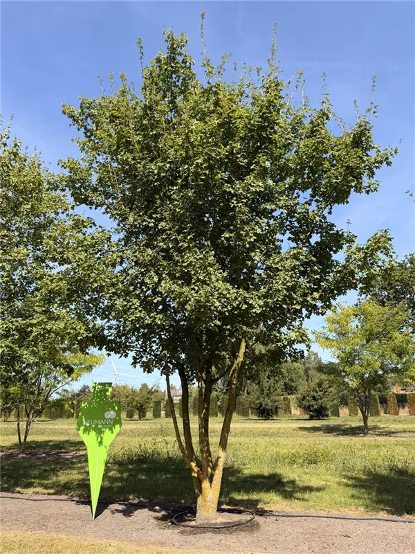 Acer campestre