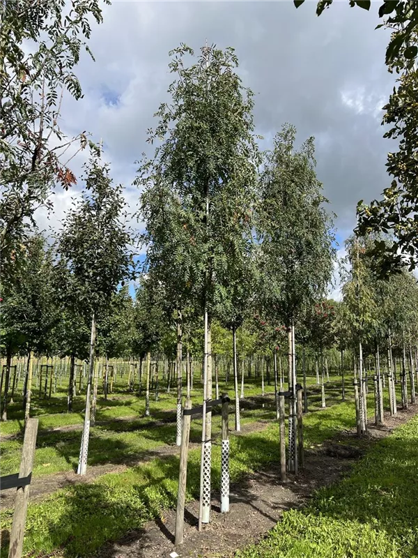 Sorbus domestica
