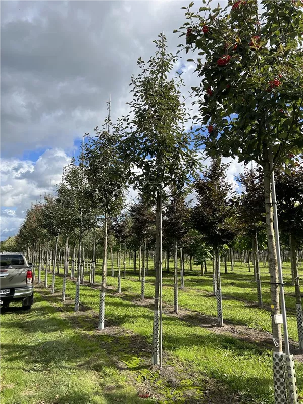 Sorbus intermedia 'Brouwers'