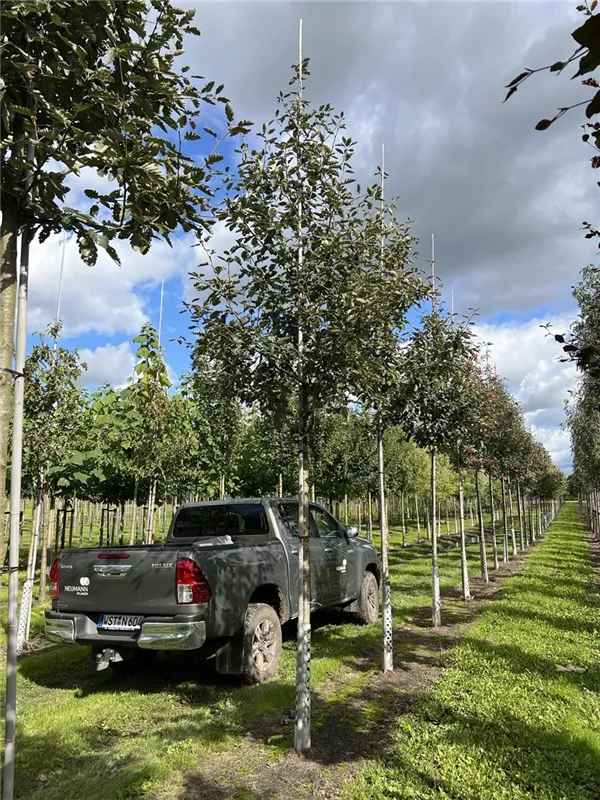 Sorbus intermedia 'Brouwers'