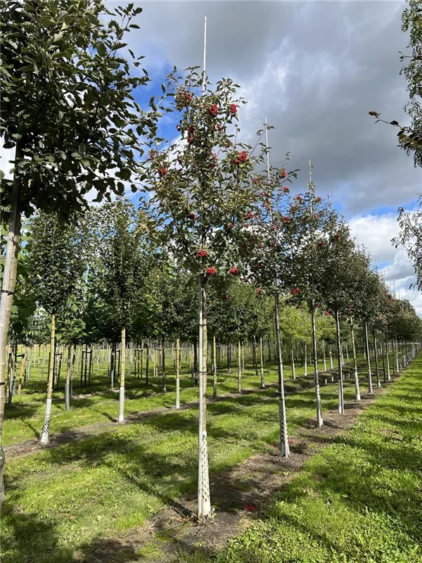 Sorbus intermedia 'Brouwers'