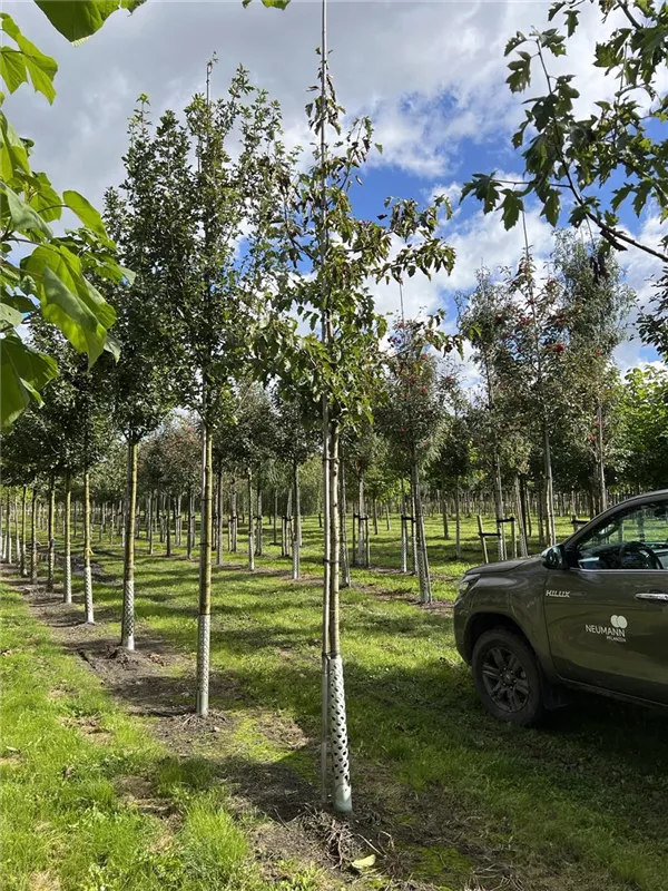 Sorbus torminalis