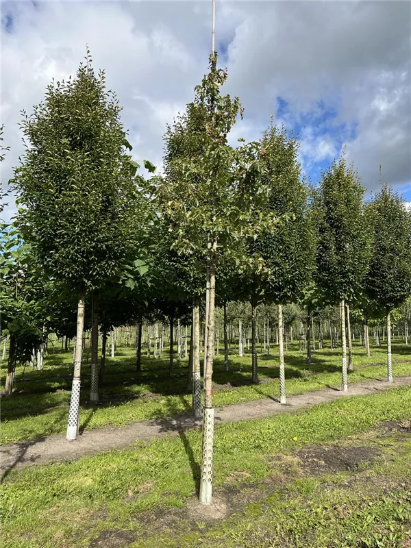 Sorbus torminalis