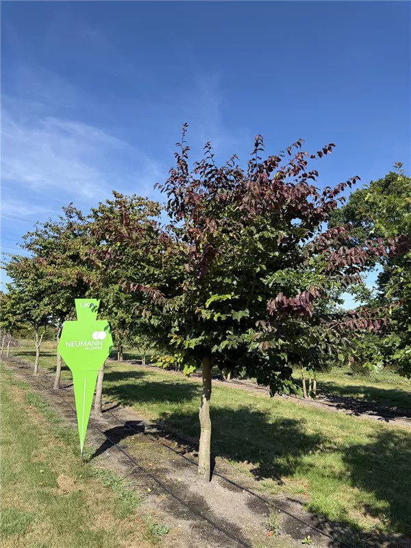 Parrotia persica
