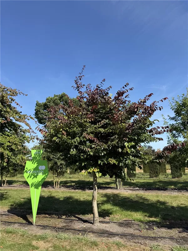Parrotia persica