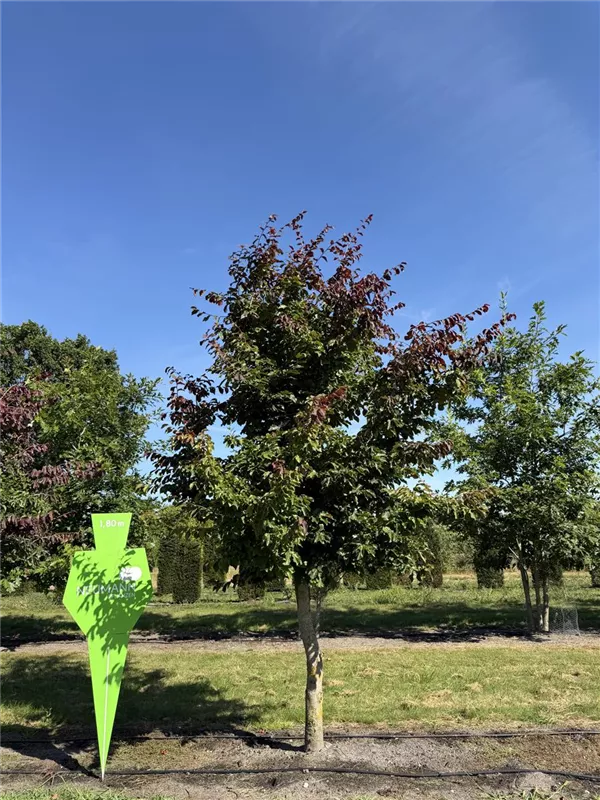 Parrotia persica