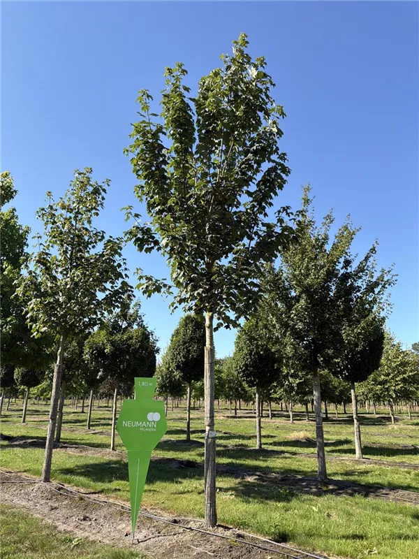 Acer pseudoplatanus 'Bruchem'