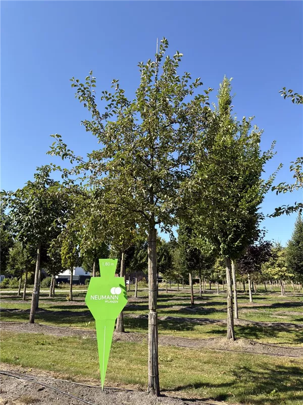 Malus 'Evereste' -R-