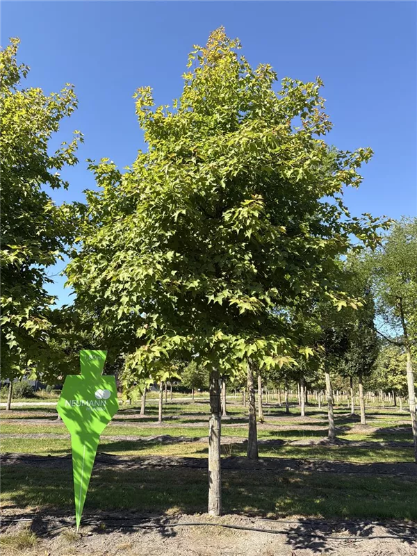 Liquidambar formosana 'Ellen'
