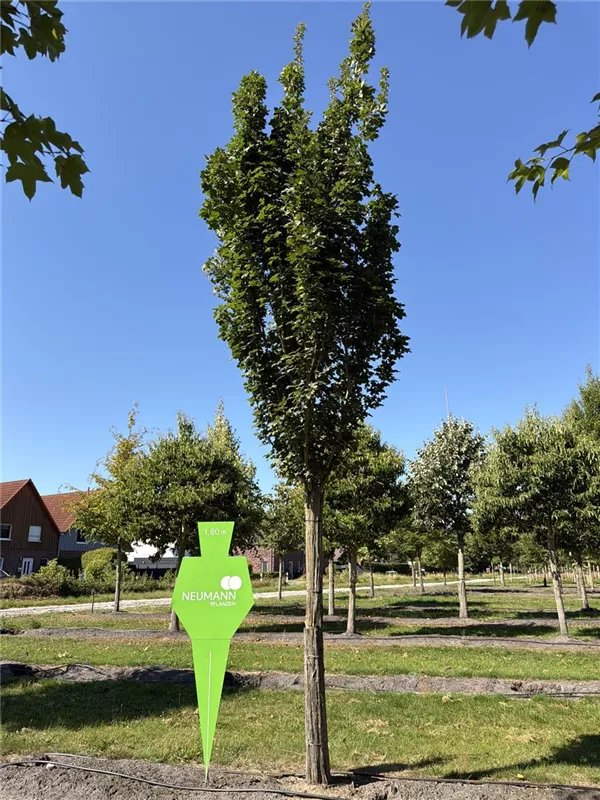 Acer campestre 'Green Column'