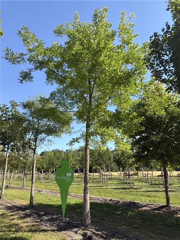 Sophora japonica 'Regent'