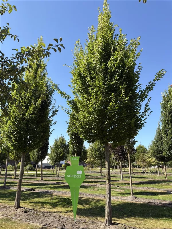 Carpinus betulus 'Frans Fontaine'