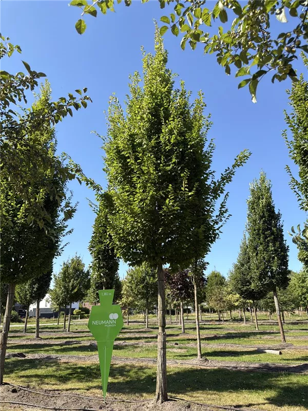 Carpinus betulus 'Frans Fontaine'