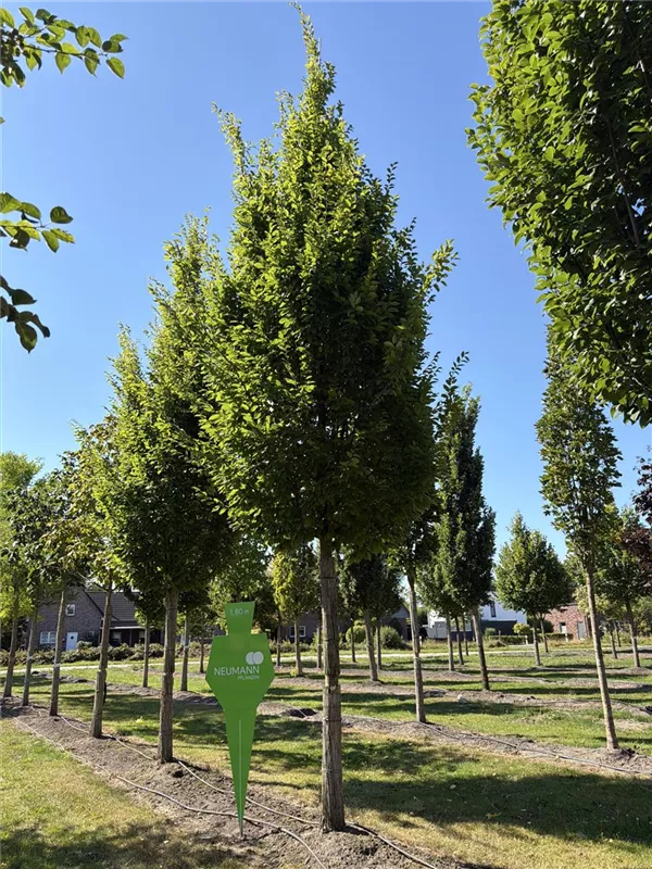 Carpinus betulus 'Frans Fontaine'