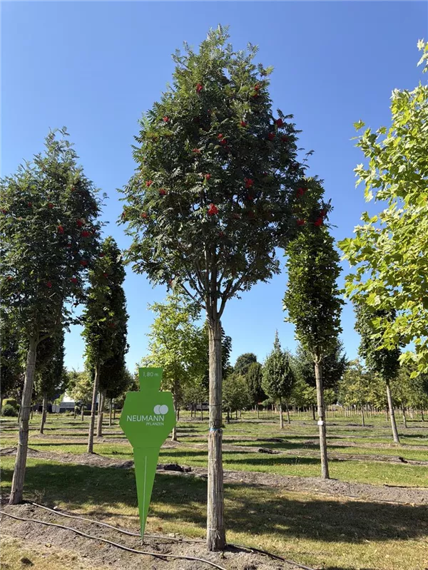 Sorbus aucuparia 'Sheerwater Seedling'