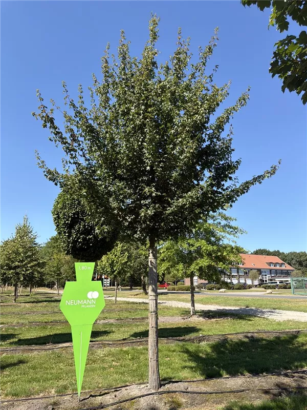 Acer campestre 'Elsrijk'
