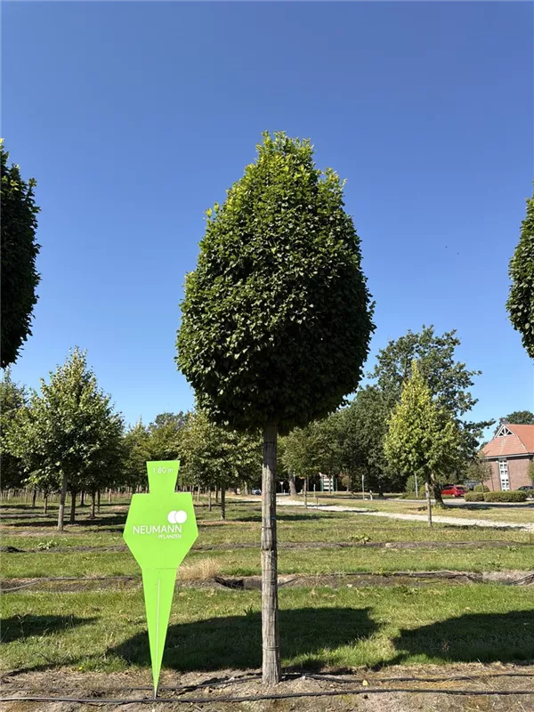 Carpinus betulus 'Fastigiata Monument'