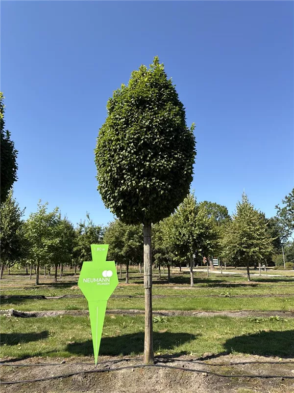 Carpinus betulus 'Fastigiata Monument'